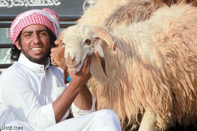 قصة مصورة : الأضحية .. شعيرة تواجه غلاء الأسعار