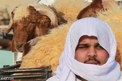 قصة مصورة : الأضحية .. شعيرة تواجه غلاء الأسعار