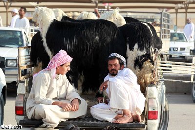 قصة مصورة : الأضحية .. شعيرة تواجه غلاء الأسعار