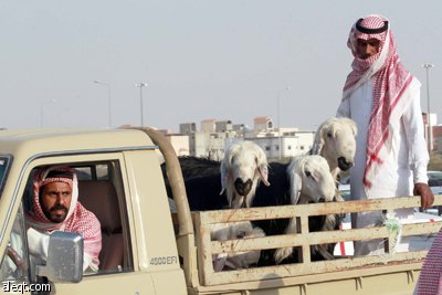 قصة مصورة : الأضحية .. شعيرة تواجه غلاء الأسعار