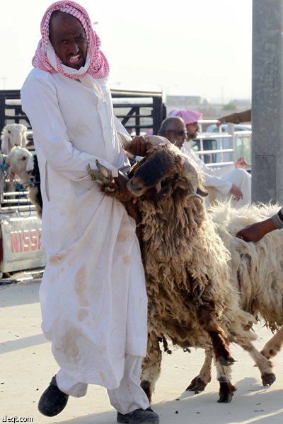 قصة مصورة : الأضحية .. شعيرة تواجه غلاء الأسعار