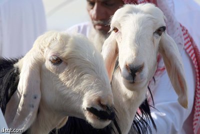 قصة مصورة : الأضحية .. شعيرة تواجه غلاء الأسعار