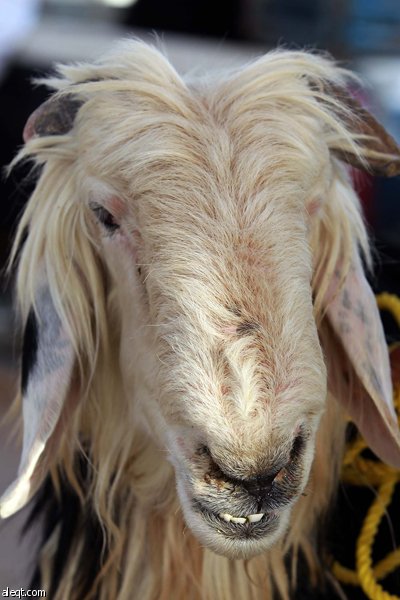 قصة مصورة : الأضحية .. شعيرة تواجه غلاء الأسعار