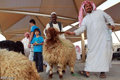 قصة مصورة : الأضحية .. شعيرة تواجه غلاء الأسعار