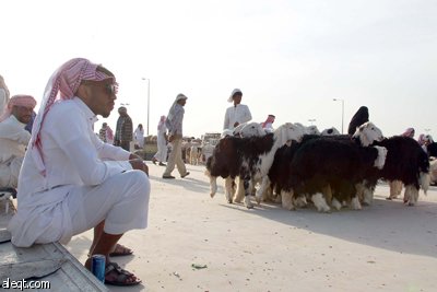 قصة مصورة : الأضحية .. شعيرة تواجه غلاء الأسعار