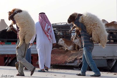 قصة مصورة : الأضحية .. شعيرة تواجه غلاء الأسعار