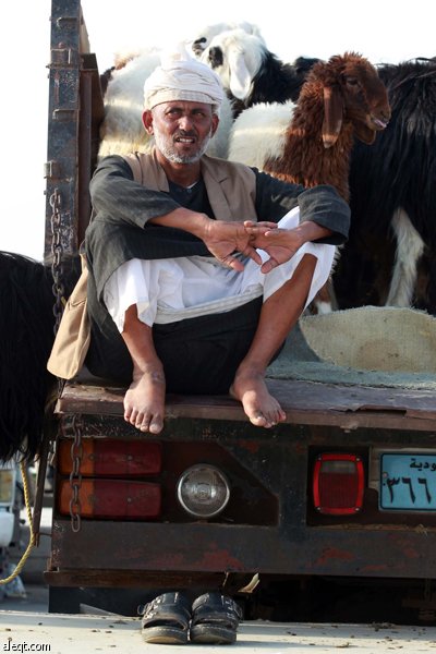 قصة مصورة : الأضحية .. شعيرة تواجه غلاء الأسعار