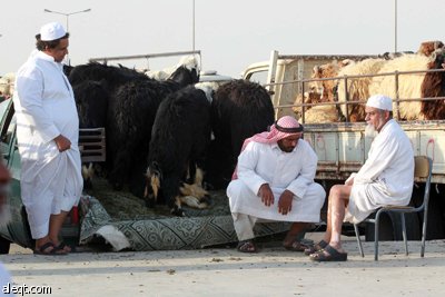 قصة مصورة : الأضحية .. شعيرة تواجه غلاء الأسعار