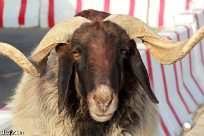 قصة مصورة : الأضحية .. شعيرة تواجه غلاء الأسعار