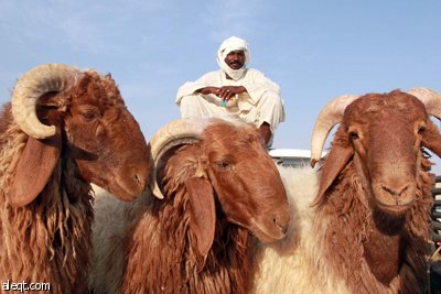 قصة مصورة : الأضحية .. شعيرة تواجه غلاء الأسعار