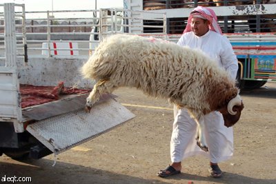 قصة مصورة : الأضحية .. شعيرة تواجه غلاء الأسعار