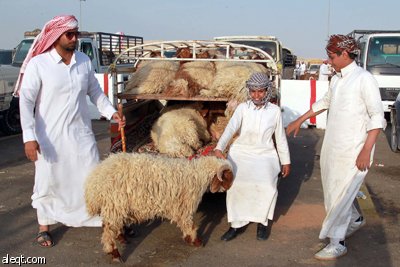قصة مصورة : الأضحية .. شعيرة تواجه غلاء الأسعار