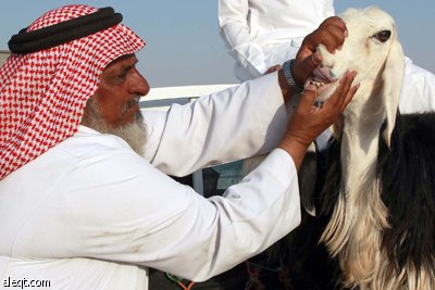 قصة مصورة : الأضحية .. شعيرة تواجه غلاء الأسعار