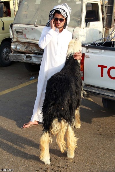 قصة مصورة : الأضحية .. شعيرة تواجه غلاء الأسعار