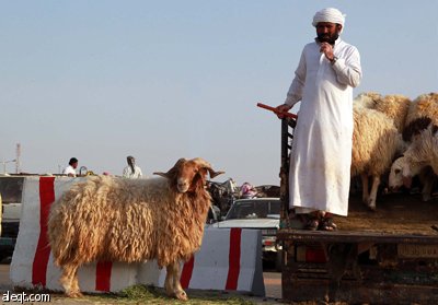 قصة مصورة : الأضحية .. شعيرة تواجه غلاء الأسعار