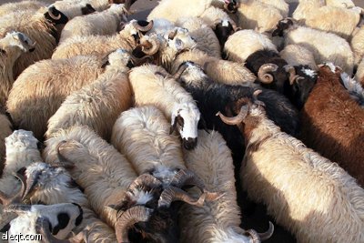 قصة مصورة : الأضحية .. شعيرة تواجه غلاء الأسعار