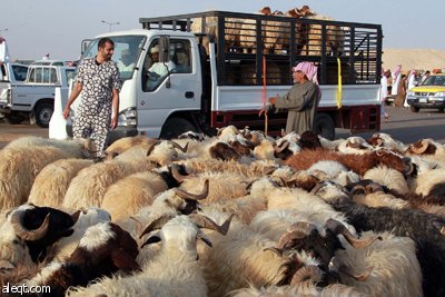 قصة مصورة : الأضحية .. شعيرة تواجه غلاء الأسعار