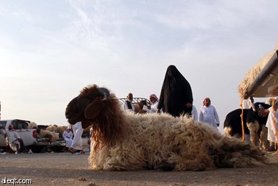 قصة مصورة : الأضحية .. شعيرة تواجه غلاء الأسعار