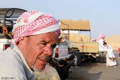 قصة مصورة : الأضحية .. شعيرة تواجه غلاء الأسعار