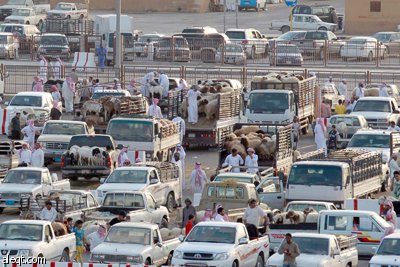 قصة مصورة : الأضحية .. شعيرة تواجه غلاء الأسعار