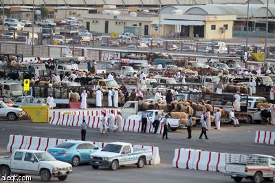 قصة مصورة : الأضحية .. شعيرة تواجه غلاء الأسعار