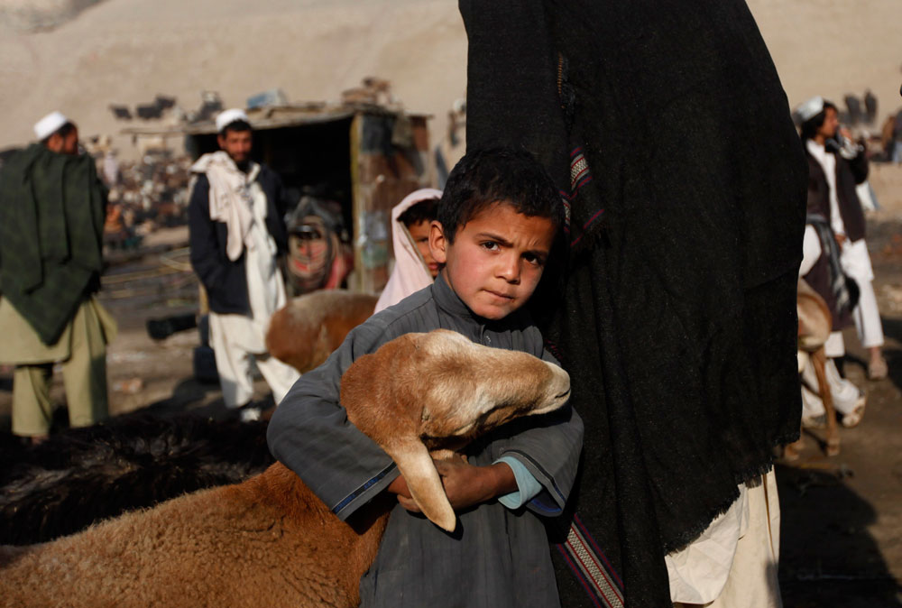 صبي يحمل الأغنام بسوق الماشية في كابول