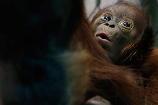 رضيع انسان الغابة بجانب والدته في حديقة حيوانات شيستر شمال إنجلترا