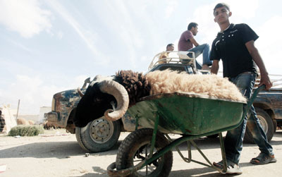 ناس وناس: ليبي يدفع عربة محملة بخروف في سوق لبيع الأنعام في بنغازي