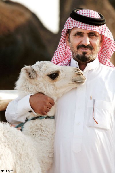 بائع يمسك جملا صغيرا في سوق للإبل قرب مدينة الرياض