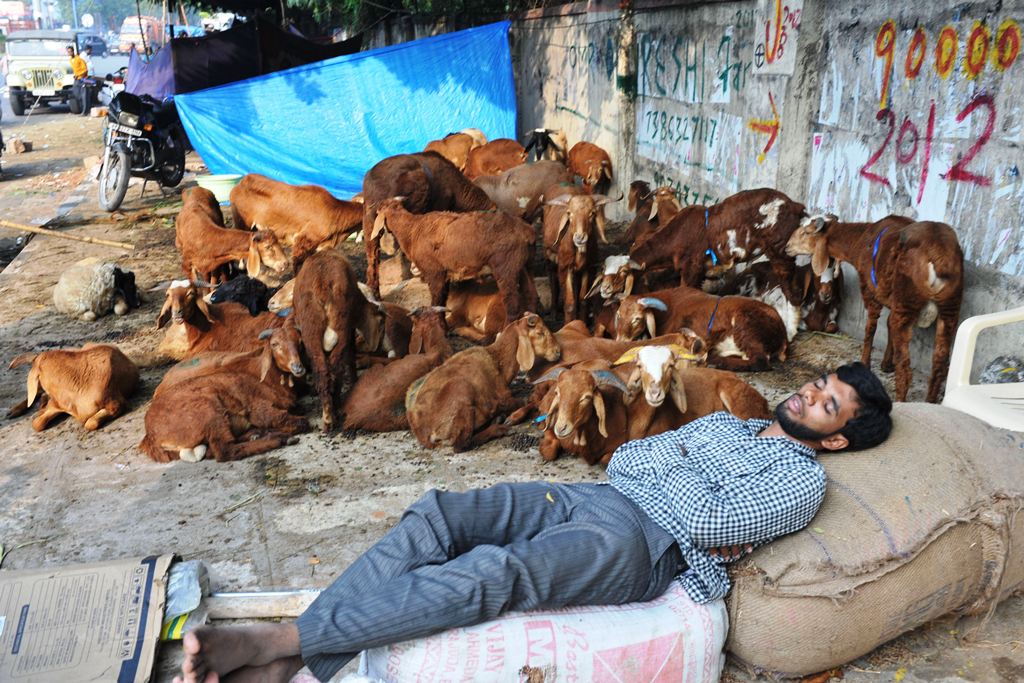 عامل يأخذ قسط من الراحة ينتظر الزبائن لشراء الاضاحي في حيدر أباد