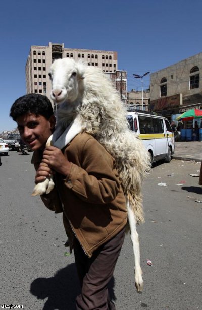 قصة مصورة : الاضحية .. شعيرة يبحث عنها كل مسلم