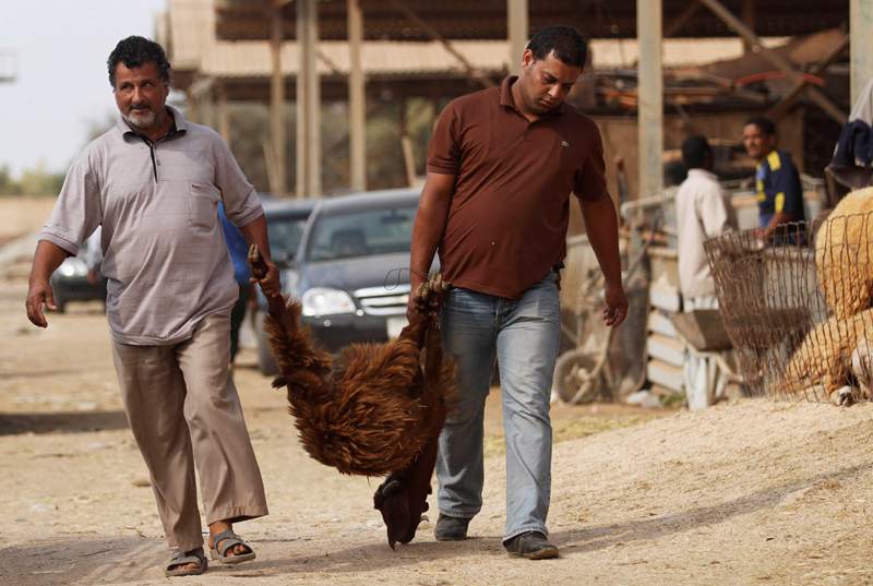 قصة مصورة : الاضحية .. شعيرة يبحث عنها كل مسلم