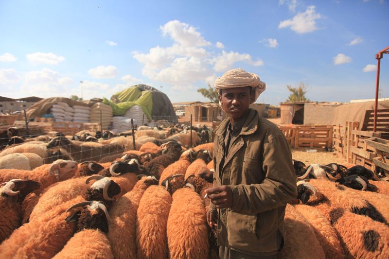 قصة مصورة : الاضحية .. شعيرة يبحث عنها كل مسلم