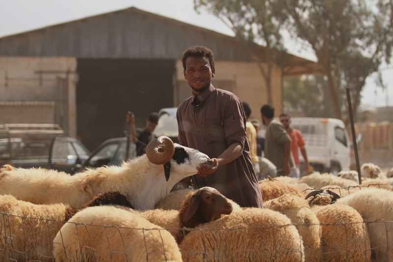 قصة مصورة : الاضحية .. شعيرة يبحث عنها كل مسلم