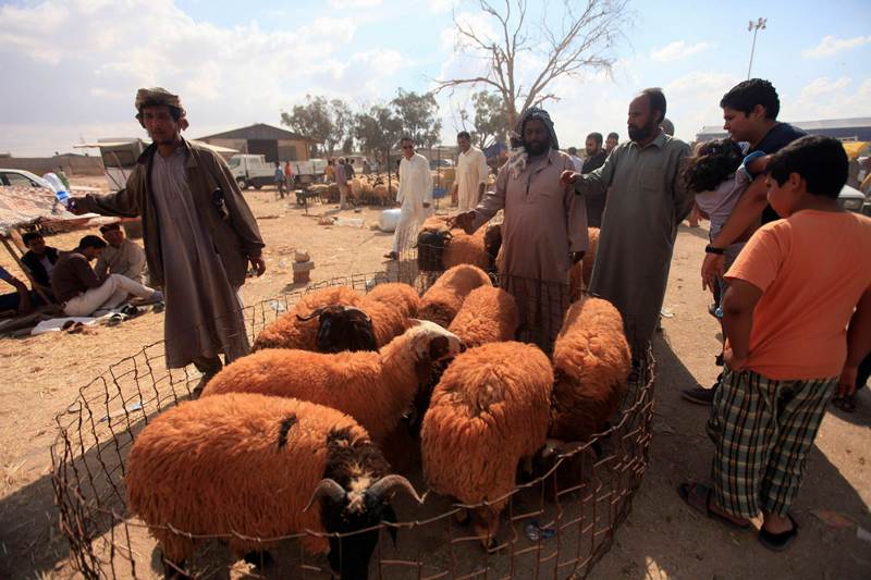 قصة مصورة : الاضحية .. شعيرة يبحث عنها كل مسلم