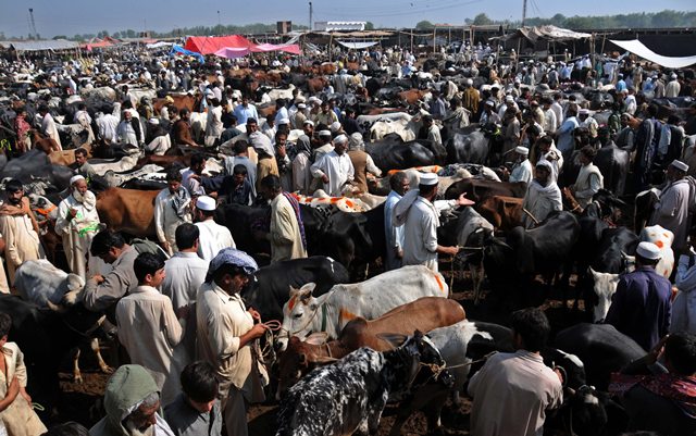 قصة مصورة : الاضحية .. شعيرة يبحث عنها كل مسلم