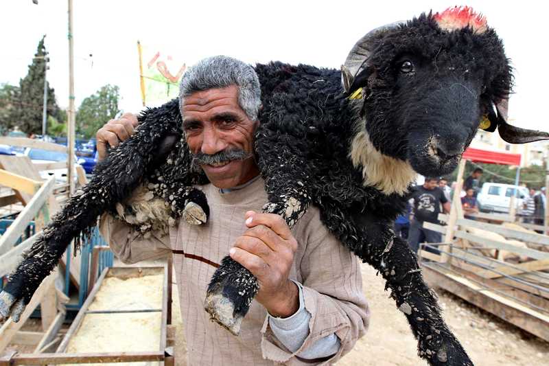 قصة مصورة : الاضحية .. شعيرة يبحث عنها كل مسلم