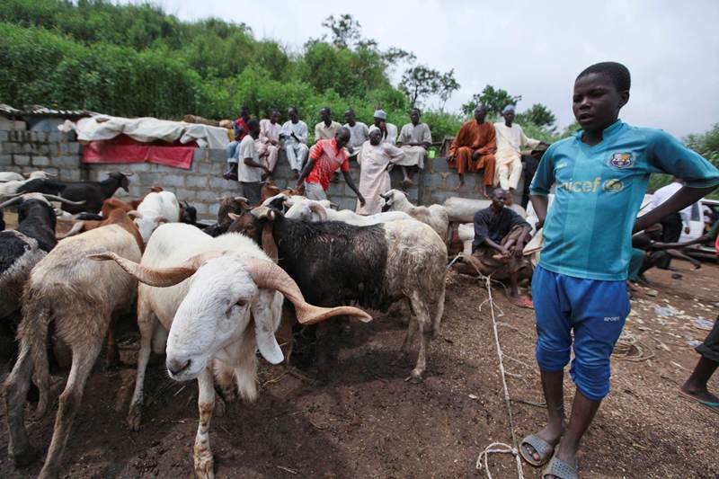 قصة مصورة : الاضحية .. شعيرة يبحث عنها كل مسلم