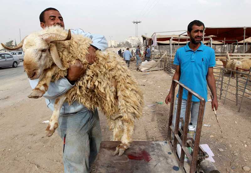 قصة مصورة : الاضحية .. شعيرة يبحث عنها كل مسلم