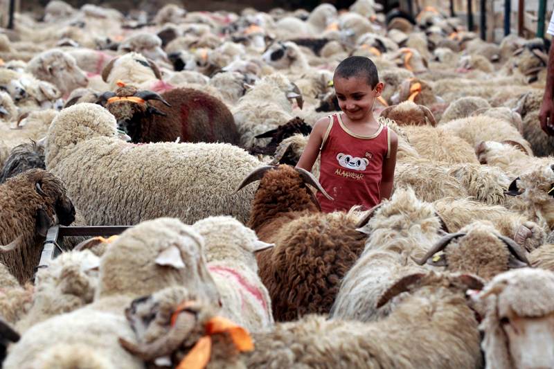 قصة مصورة : الاضحية .. شعيرة يبحث عنها كل مسلم