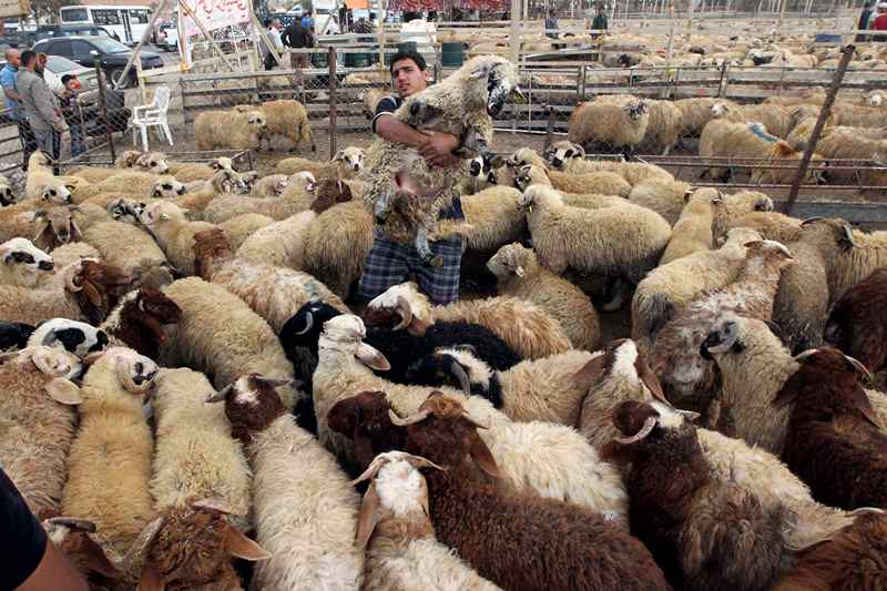 قصة مصورة : الاضحية .. شعيرة يبحث عنها كل مسلم