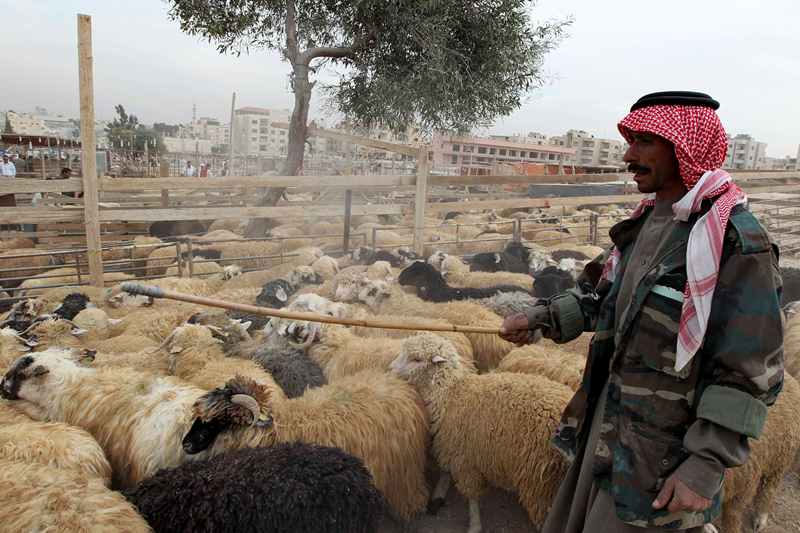 قصة مصورة : الاضحية .. شعيرة يبحث عنها كل مسلم