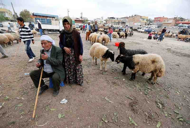 قصة مصورة : الاضحية .. شعيرة يبحث عنها كل مسلم