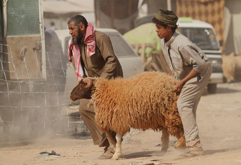 قصة مصورة : الاضحية .. شعيرة يبحث عنها كل مسلم