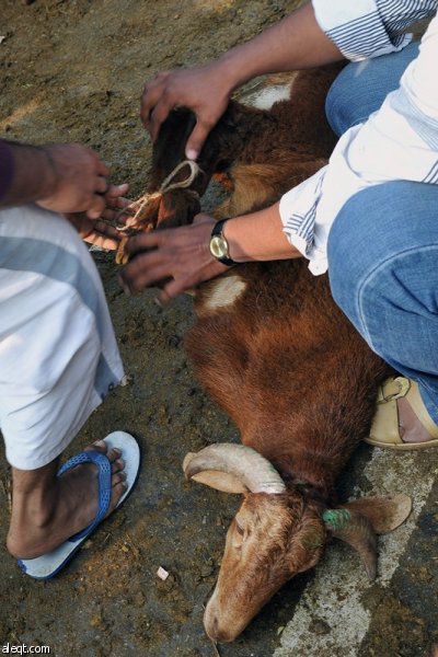 قصة مصورة : الاضحية .. شعيرة يبحث عنها كل مسلم