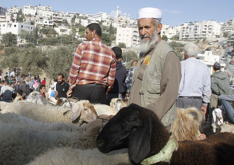 قصة مصورة : الاضحية .. شعيرة يبحث عنها كل مسلم
