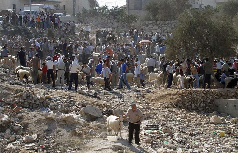 قصة مصورة : الاضحية .. شعيرة يبحث عنها كل مسلم