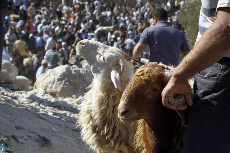 قصة مصورة : الاضحية .. شعيرة يبحث عنها كل مسلم