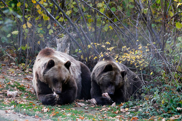 قصة مصورة : انقاذ دبين من حديقة حيوانات رومانية انعدمت فيها معايير السلامة