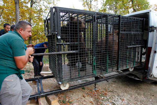 قصة مصورة : انقاذ دبين من حديقة حيوانات رومانية انعدمت فيها معايير السلامة